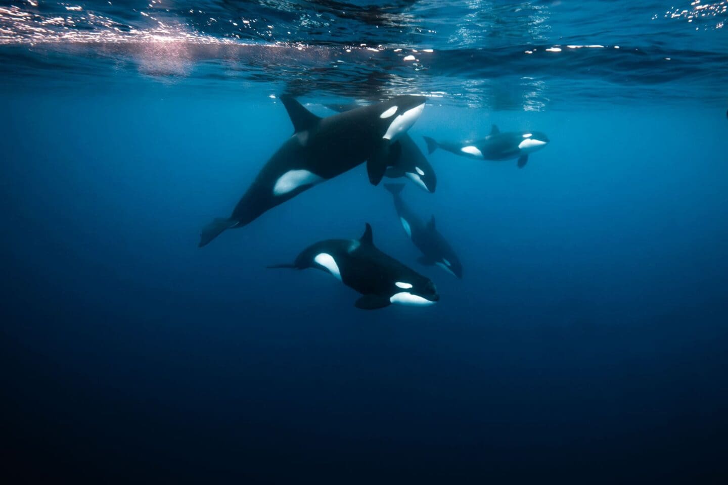 Orcas de la fotógrafa Emma Lozano