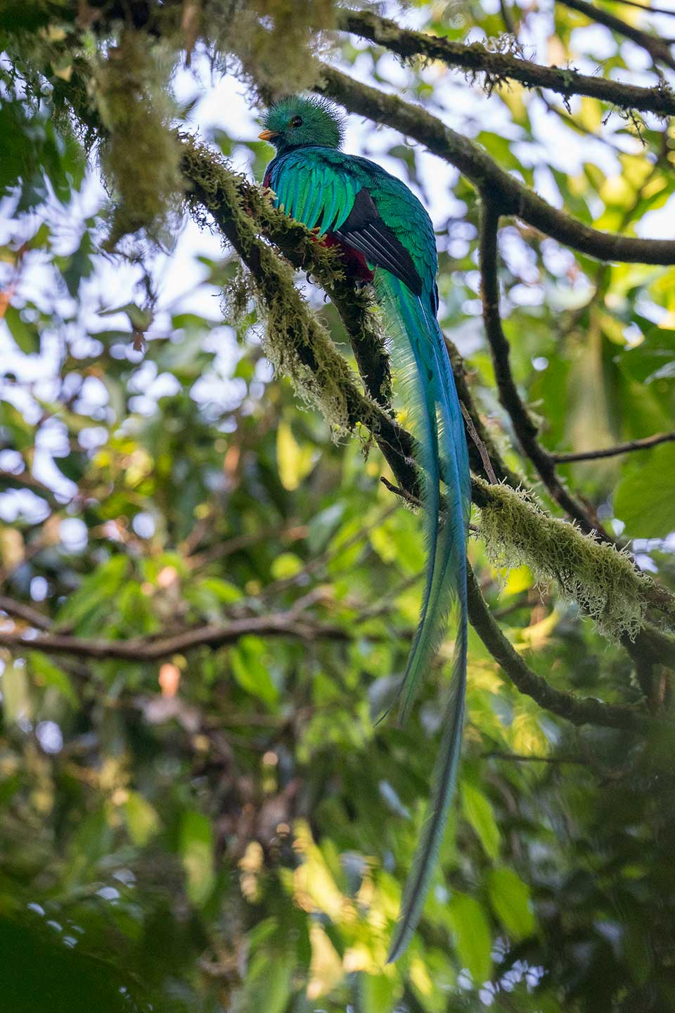 Reserva El Triunfo quetzal