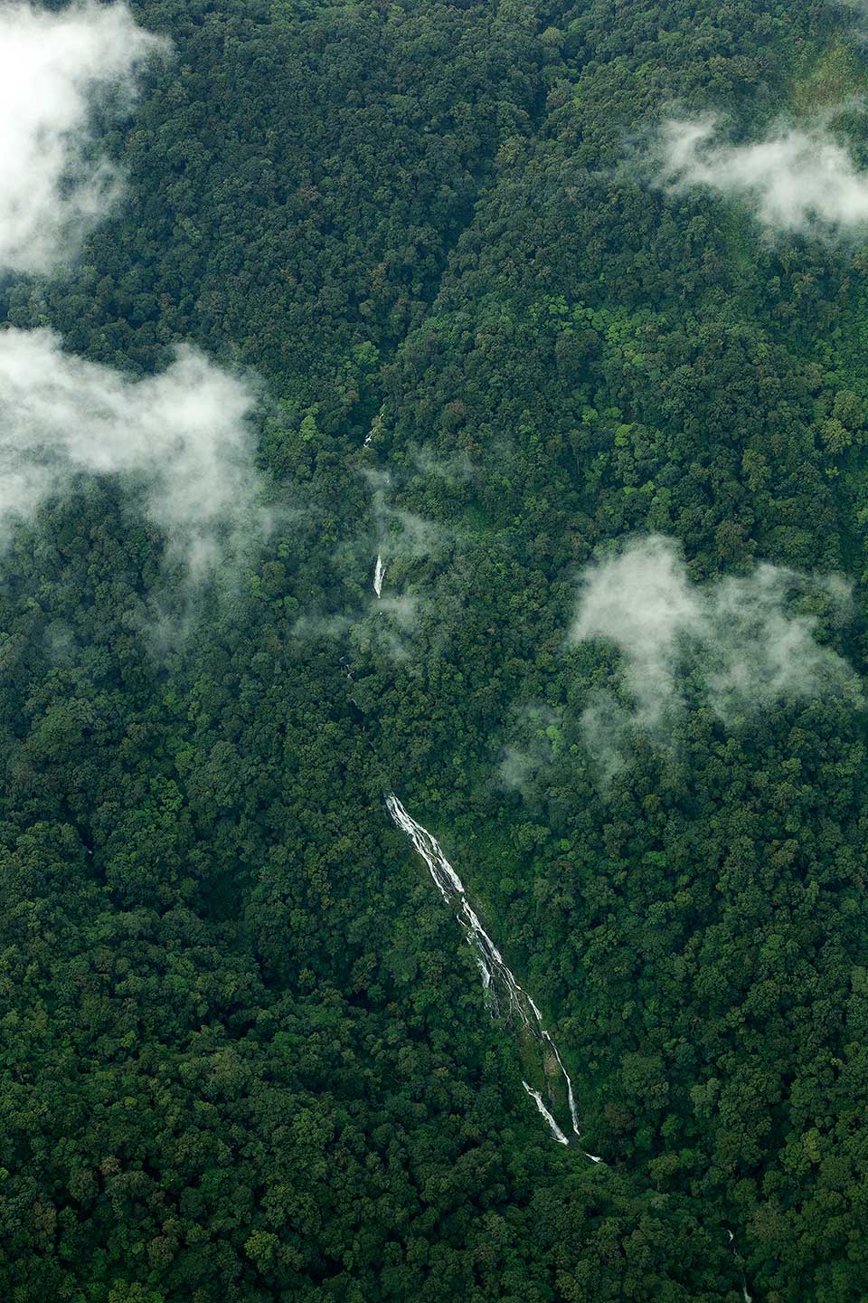 Reserva El Triunfo selva
