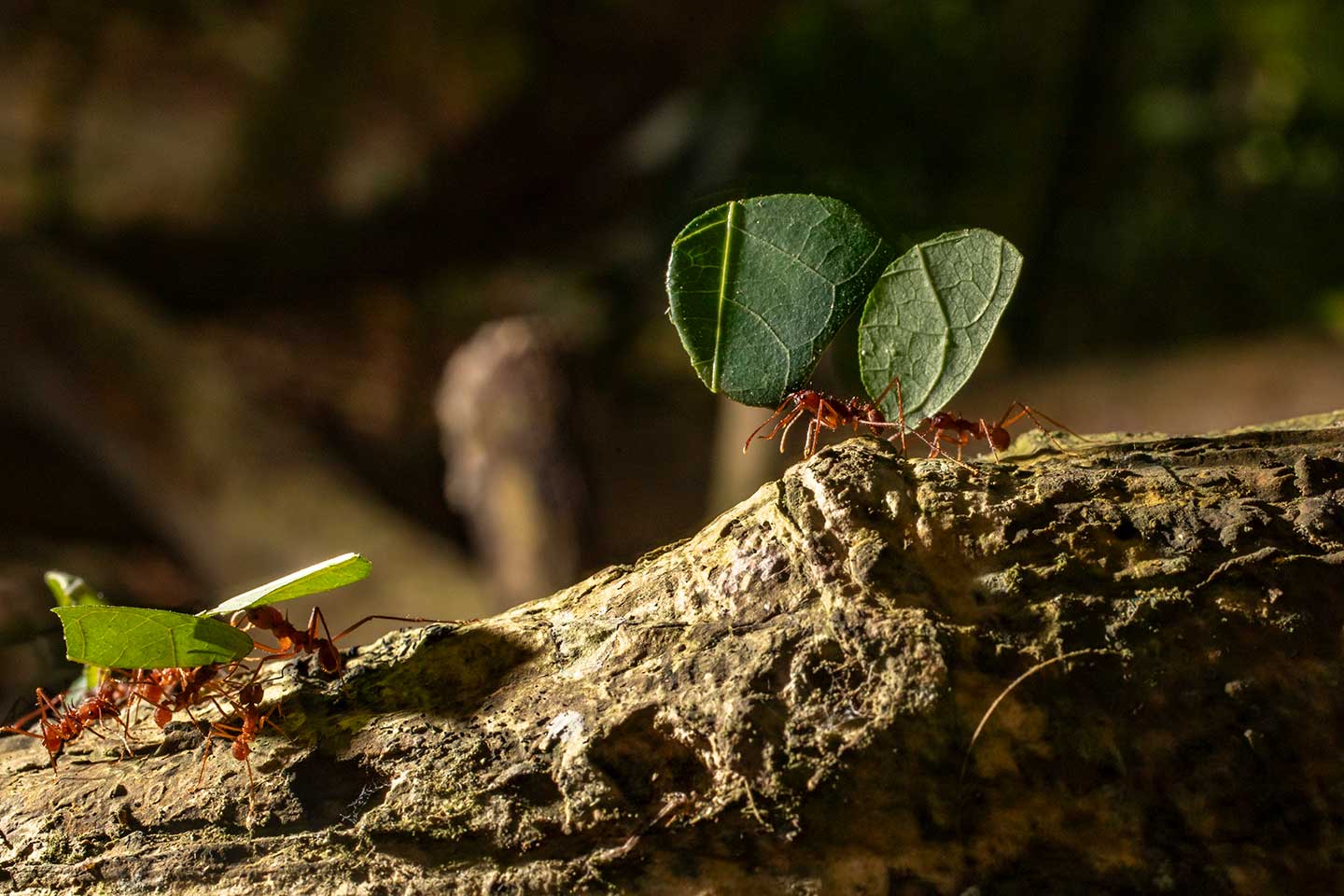Hormigas de Sarapiquí