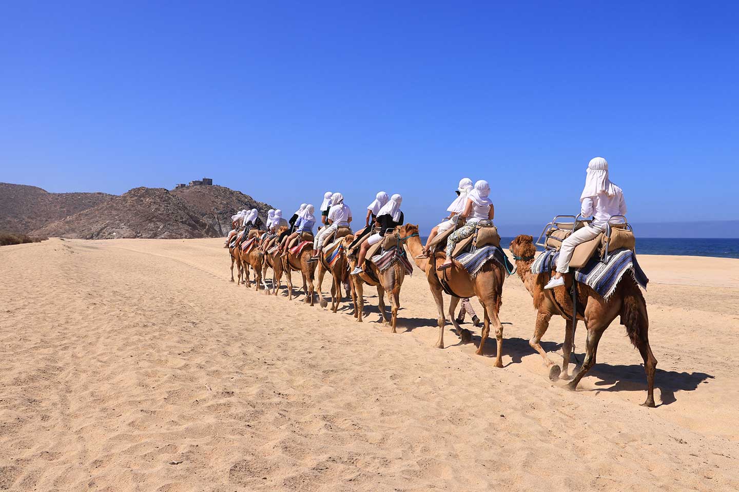 Experiencias con camellos en Cabos