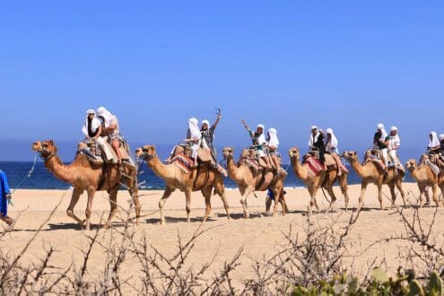 ¡Camellos, yates y más! 4 experiencias para realizar en Los Cabos