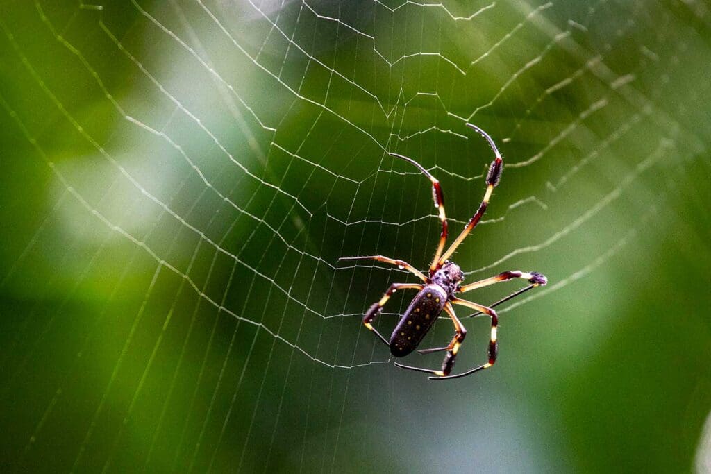 Arañas en Costa Rica