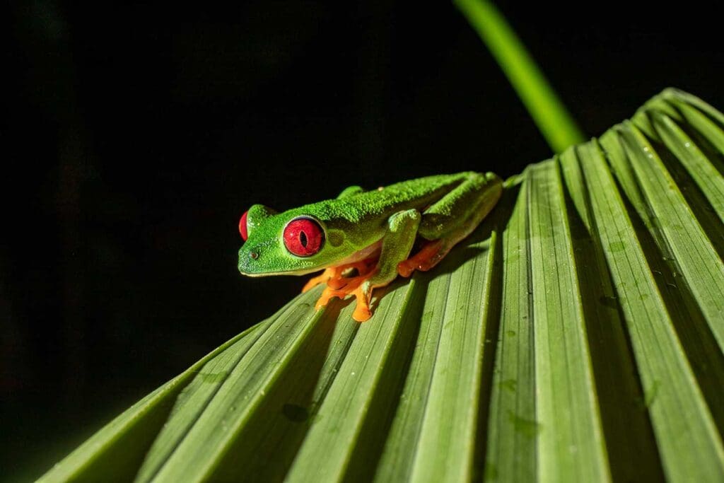 Rana de ojos rojos de Costa Rica