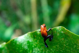 ¡Pura vida al natural en Costa Rica! La fauna tica en imágenes