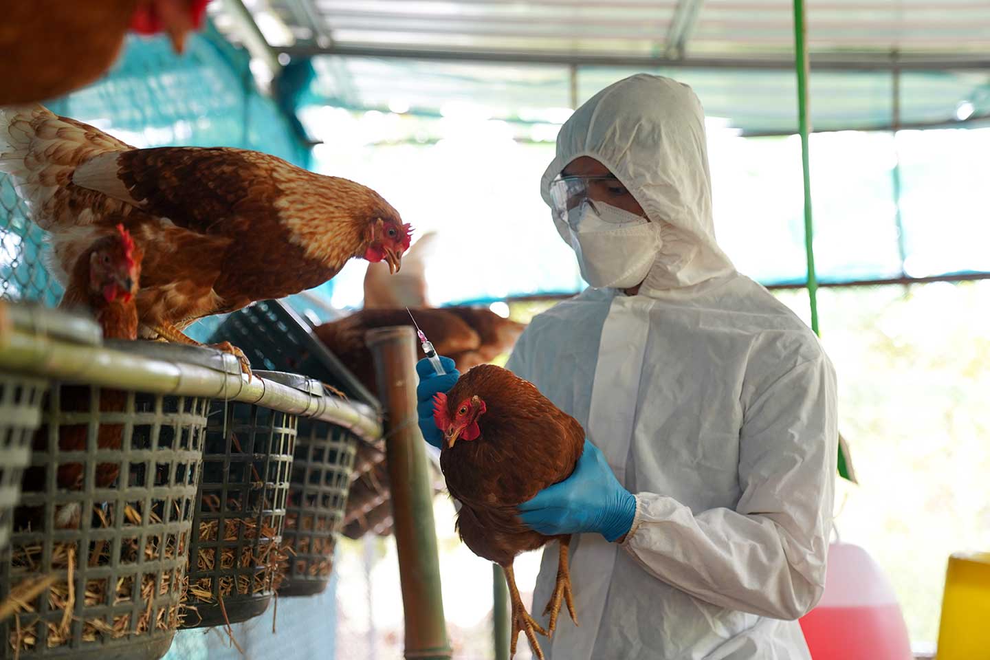 Gripe aviar en México