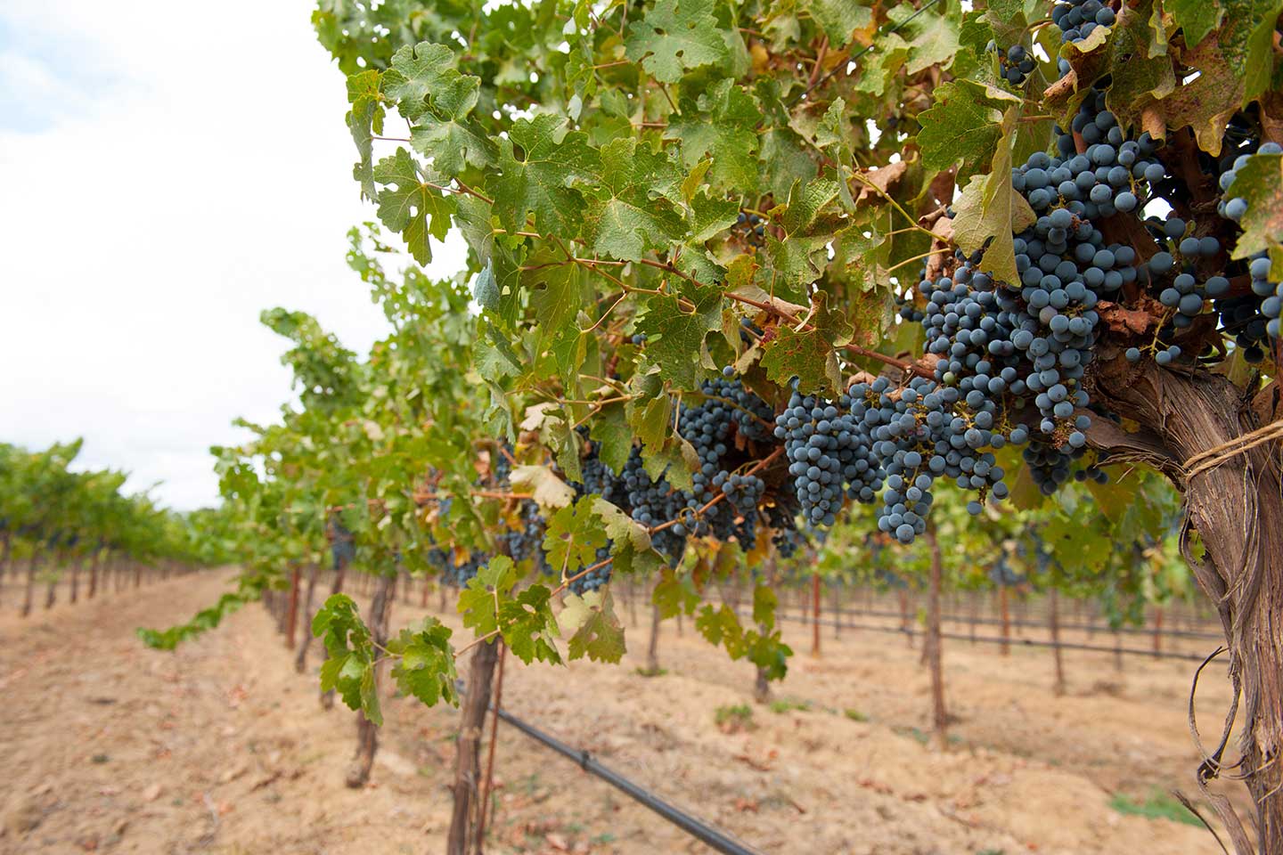 Viñedos ecológicos