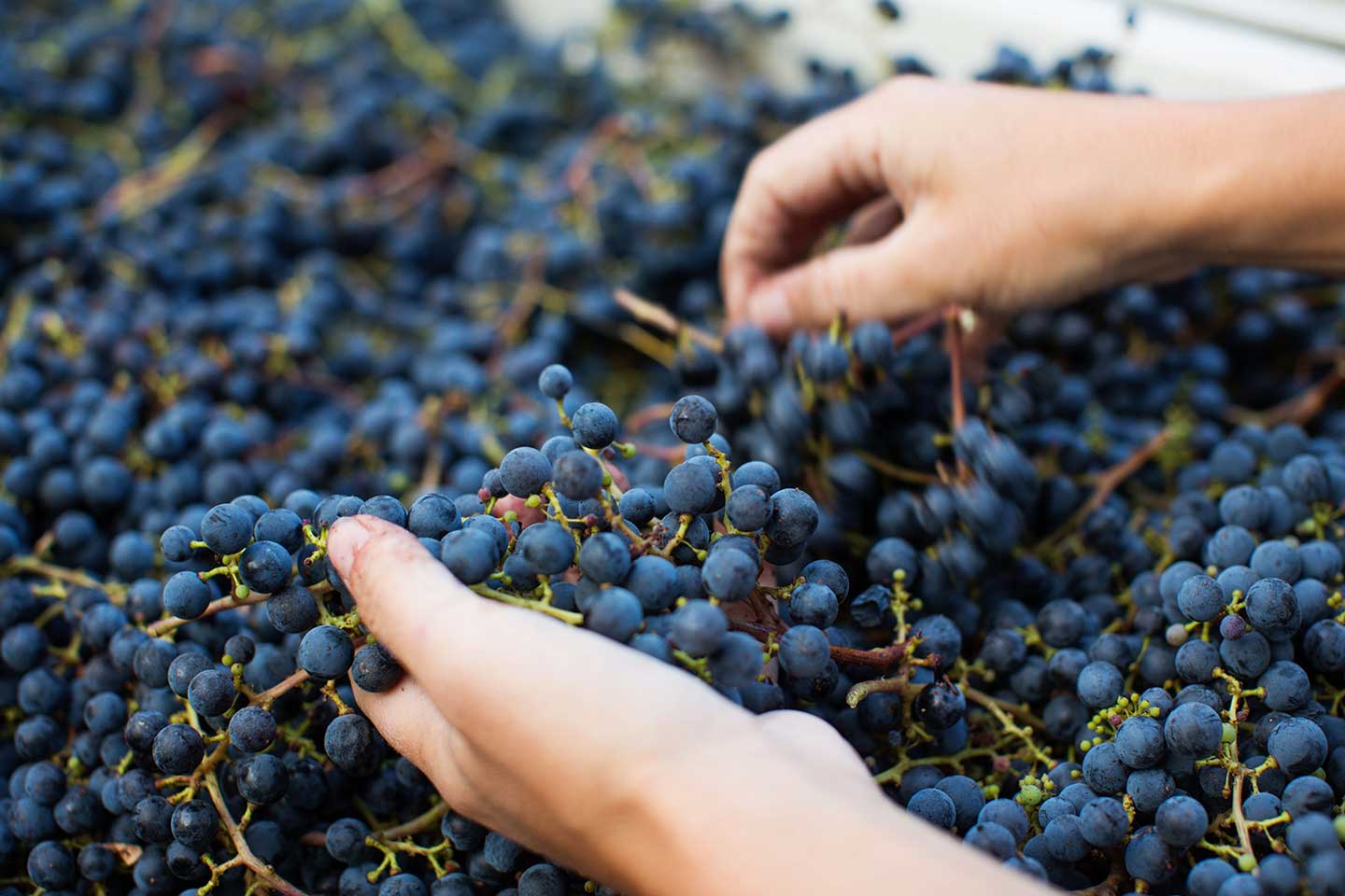 Elaboración de vinos ecológicos