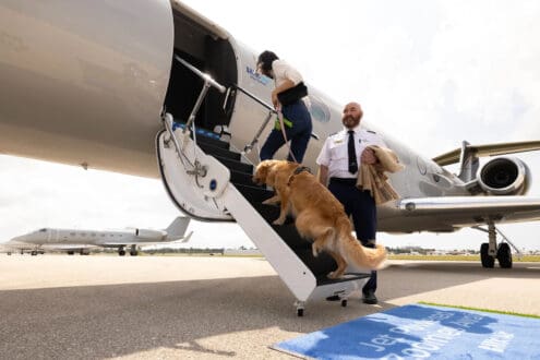 BARK Air: así es la aerolínea pensada totalmente para perros