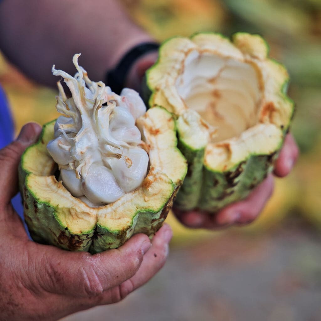 Platillos_Tabasco_2_cacao Cacao