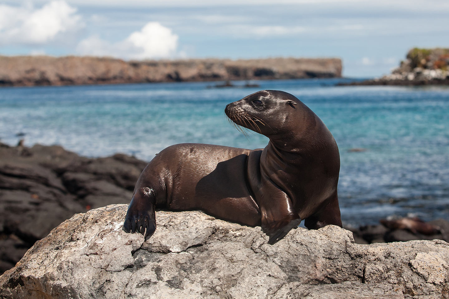 Países_megadiversos_Ecuador_Galápagos Foca de las Galápagos