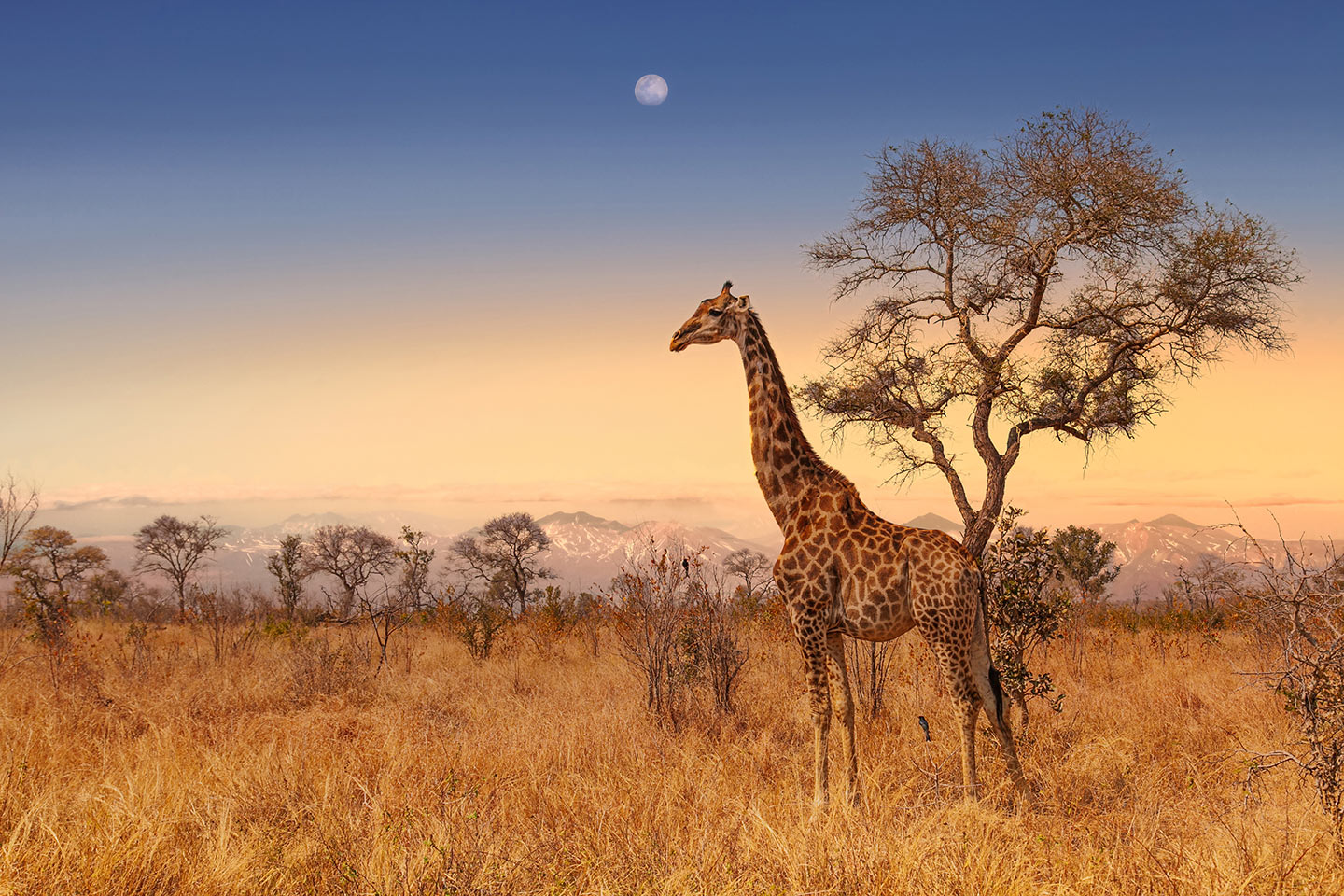 Países_megadiversos_South_Africa_Kruger_Park Jirafa sudafricana en el parque nacional Kruger