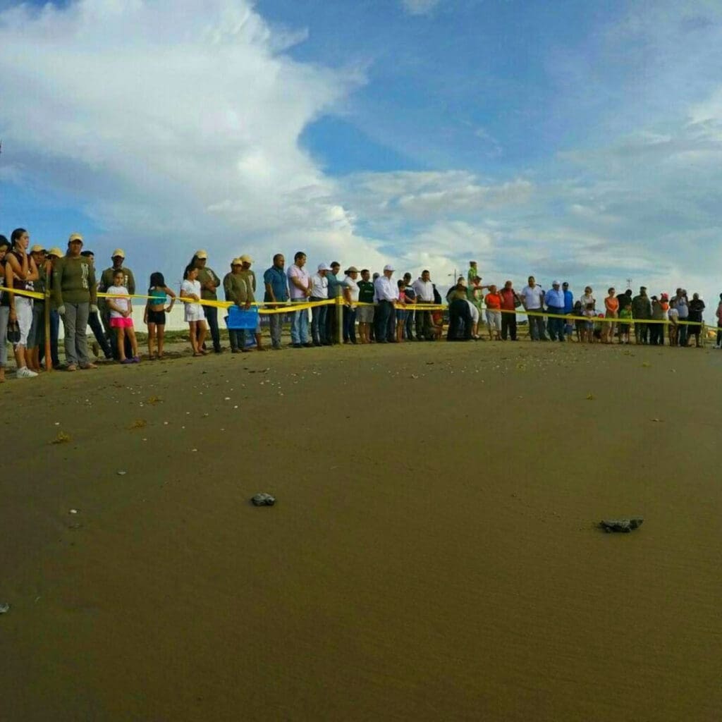 Playas_anidación_tortugas_Rancho_Nuevo_3 playas de anidación de tortugas en México