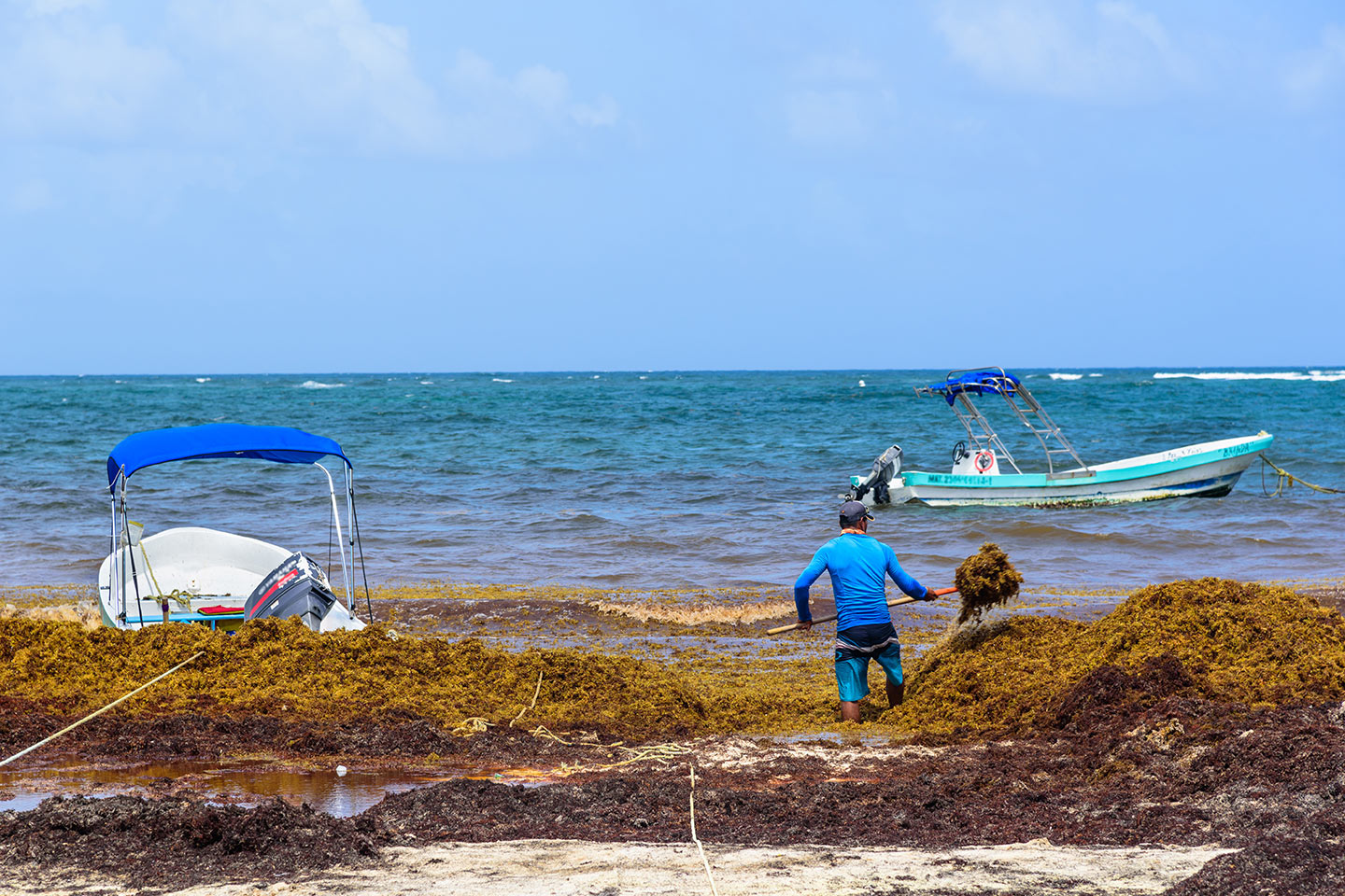 sargazo_3 Cómo afecta el sargazo al mar