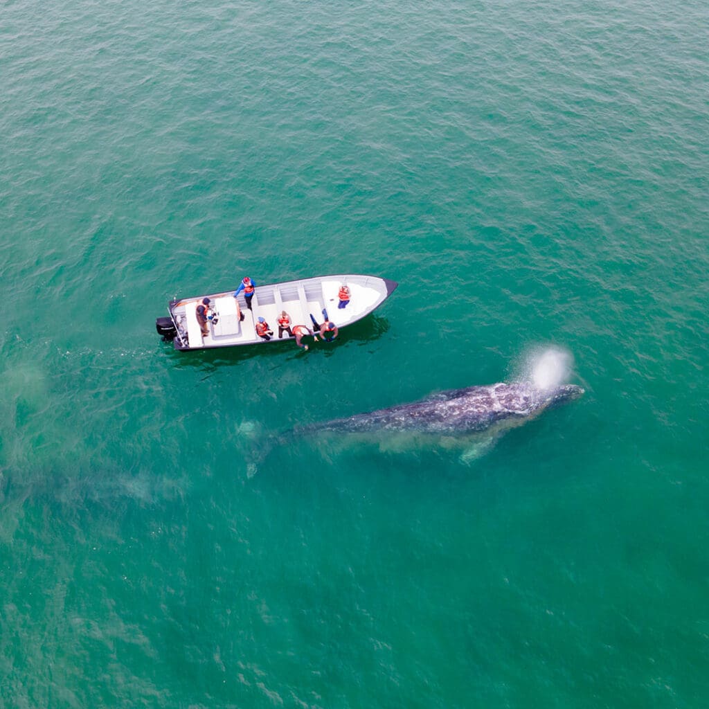 Baja_California_ballena_gris_22