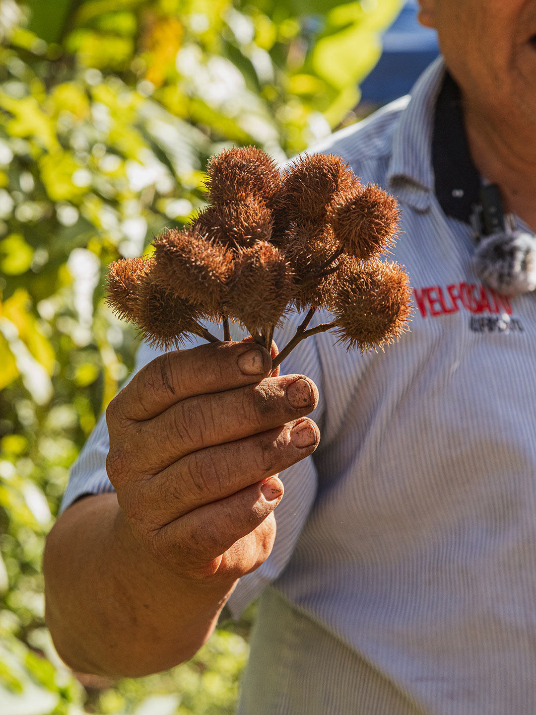 Kinich_huerto_achiote