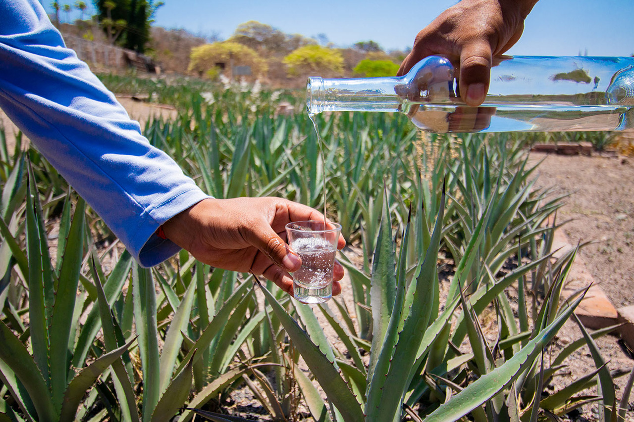 gastronomía poblana mezcal agave gastronomía poblana mezcal agave
