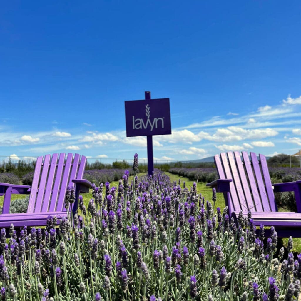 campos_lavanda_Lavyn Campos de lavanda en México: Lavyn