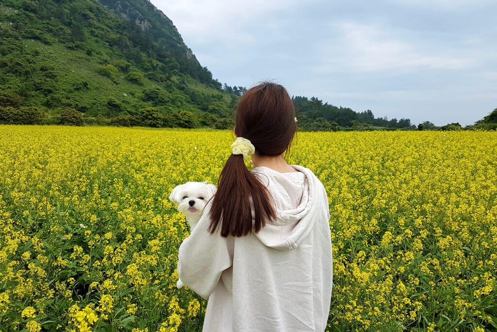 lugares_amarillos_Jeju_3 Yellow Day 2025: Jeju, Corea del Sur