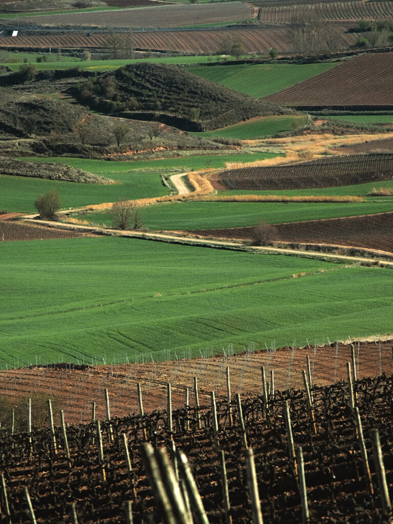 La_Rioja_26 Viñedo en La Rioja