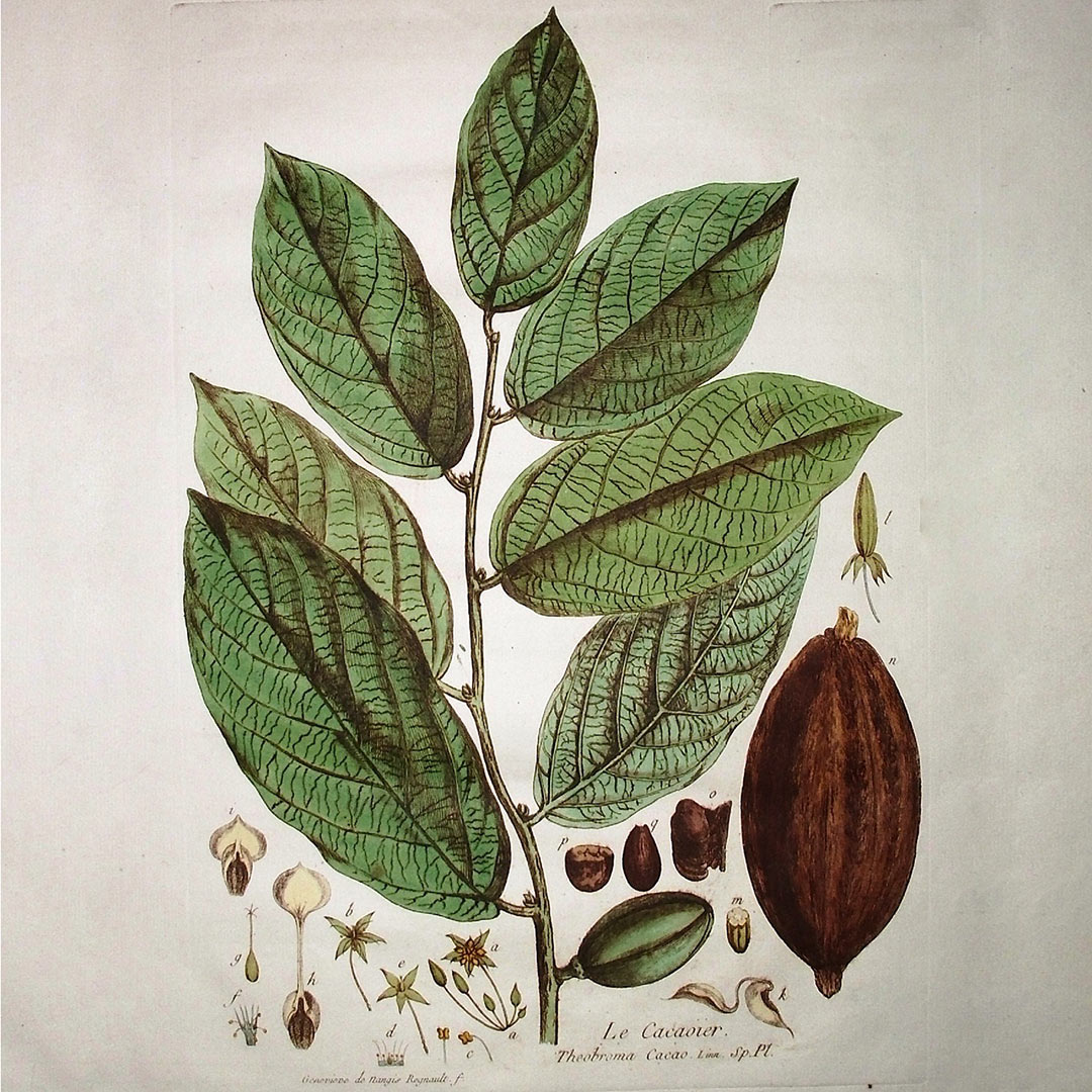 curiosidades_cacao_Theobroma_cacao_2 curiosidades del cacao