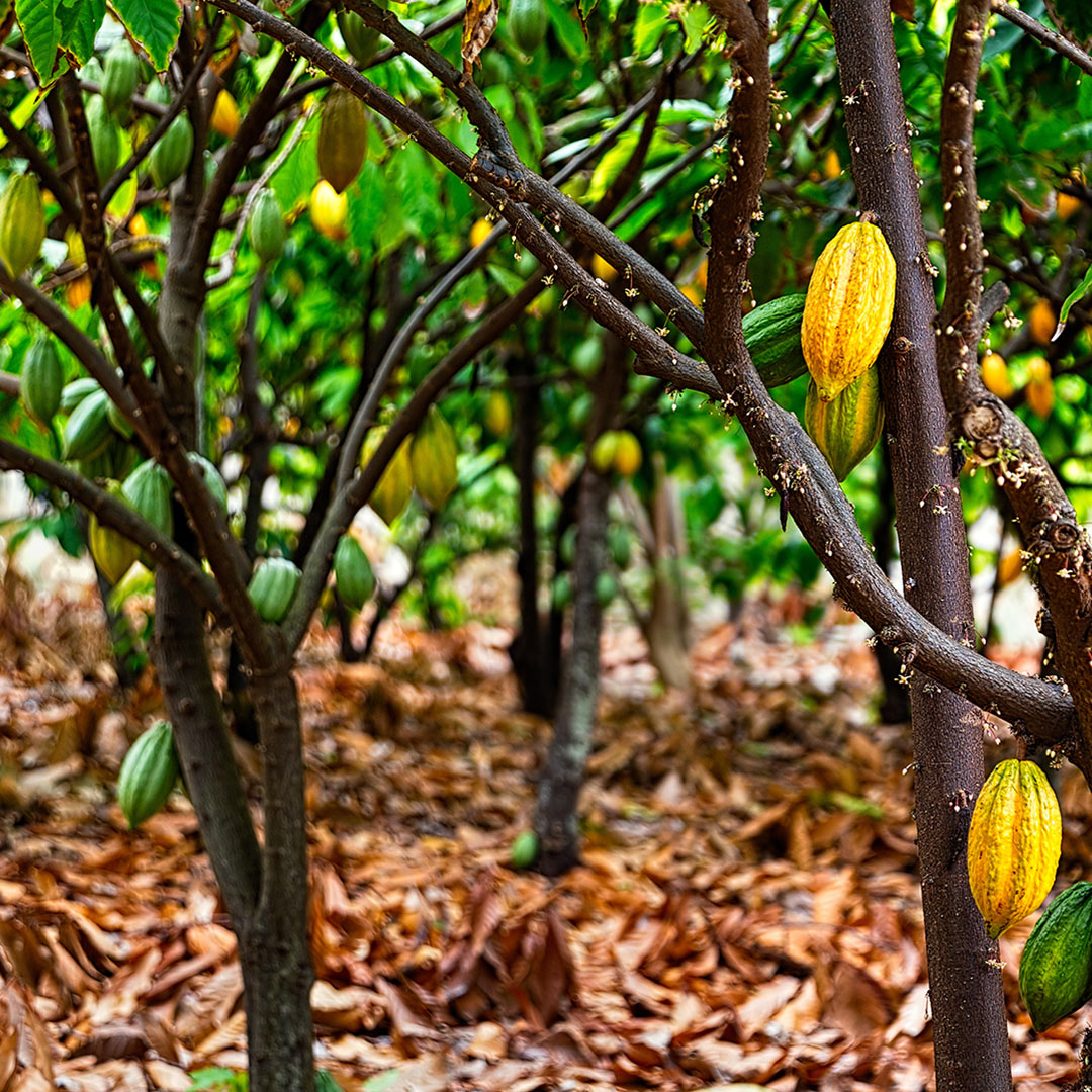 curiosidades_cacao_desarrollo_mexicano
