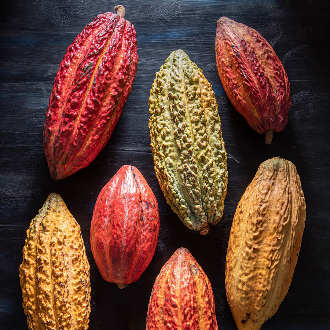 curiosidades_cacao_variedades curiosidades del cacao