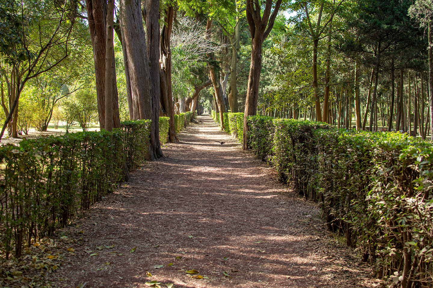 lugares_para_correr_CDMX_Viveros_Coyoacán lugares para correr en CDMX