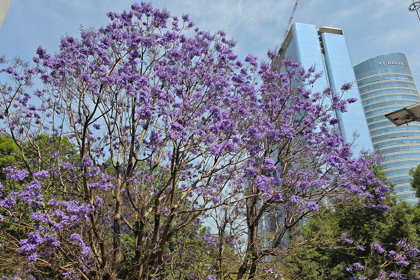 Samsung propone crear la guía más grande de jacarandas en México.