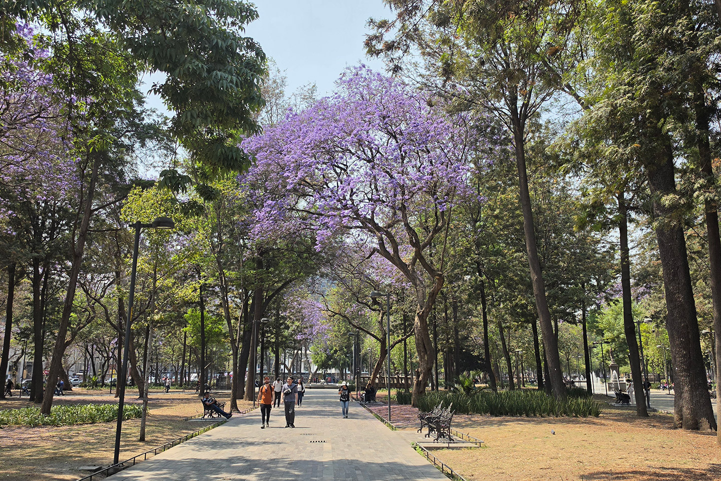 La temporada de jacarandas pide buenas fotos.
