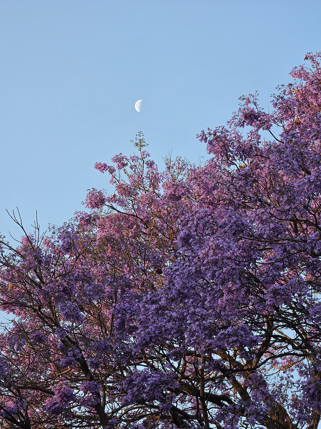 Jacarandas color lila.
