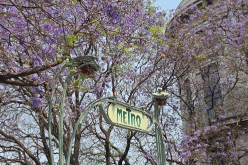 Temporada de jacarandas: tu foto podría ganar un Samsung Galaxy S26