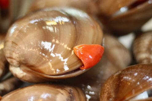 Veda de la almeja chocolata en México: 5 cosas que debes saber