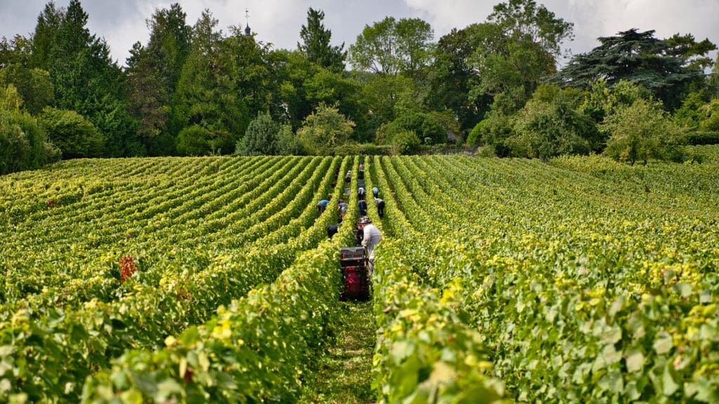 Qué es el terroir: descubre cómo el entorno define cada bebida