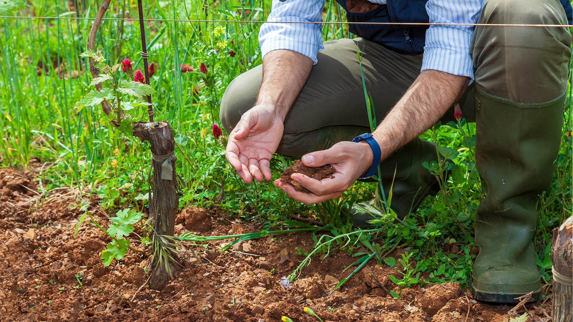 Terroir, la clave para entender el sabor del vino y el café.