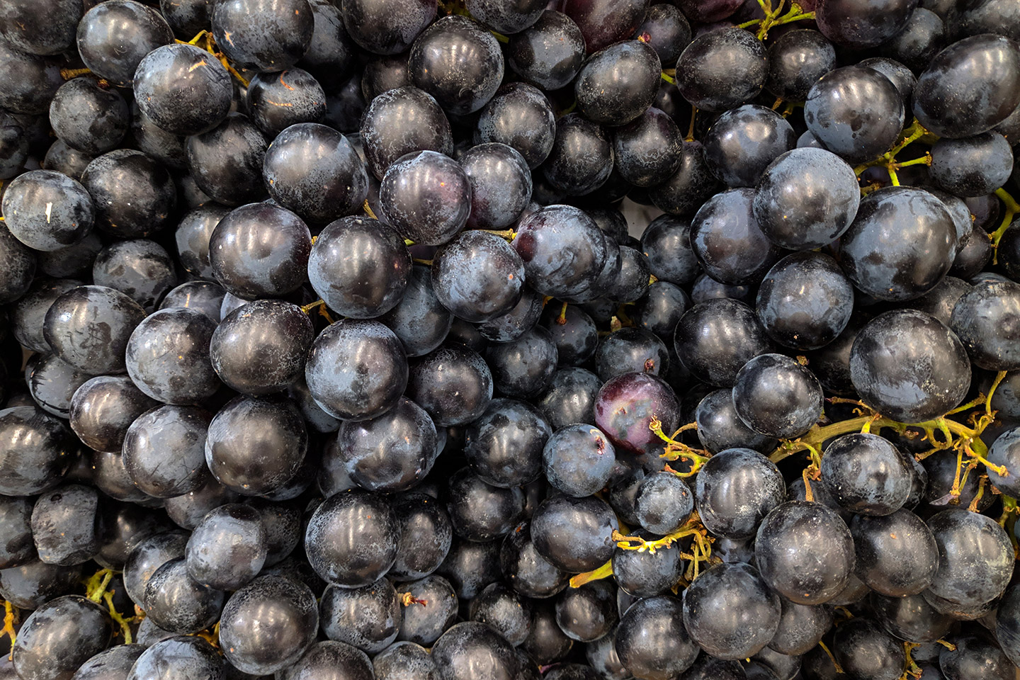 Es la uva emblemática de Uruguay.