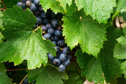 ¿Qué hace única a la uva tannat y cómo disfrutarla mejor?