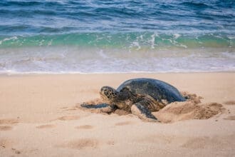 ¡No lo vas a creer! 4 curiosidades de las tortugas marinas