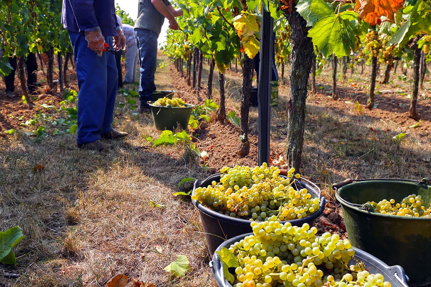 Es una de las uvas blancas más plantadas.